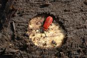 zwartkopvuurkever (pyrochroa coccinea) 4-2023 7499